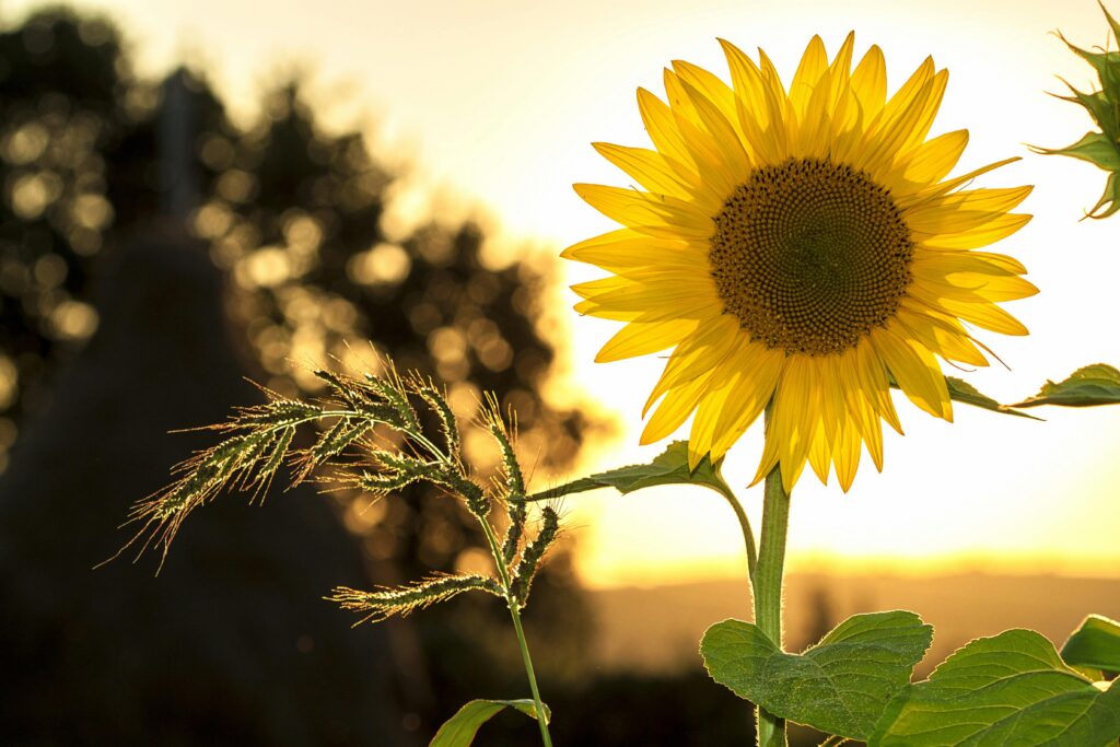 Custom home construction site in summer with blooming sunflowers in Utah